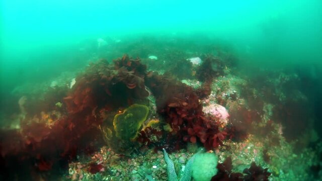 Spiny king crab Paralithodes brevipess underwater in Sea of Okhotsk. Shell with prickles is dark brown color, right claw on outer side is dark red. Underwater diving.