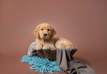 Adorable portrait golden labrador retriever puppy in wooden bowl isolated on brown background