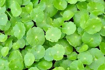 green leaves Centella asiatica or gotu kola organic vegetable and herb on natural light background