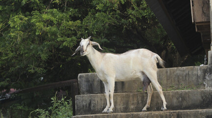 Fototapeta premium white goat on the farm