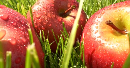 Closeup beautiful red apple fruits with water drops on green grass with sunlight - Powered by Adobe