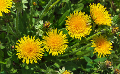 Yellow dandelion flowers on a background of green grass.