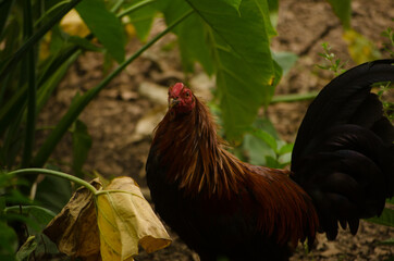 rooster in the farm