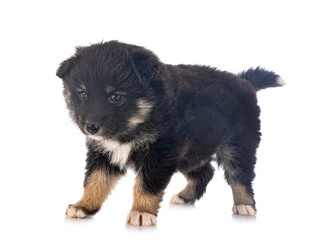 puppy Finnish Lapphund in studio