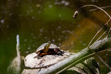 The painted turtle (Chrysemys picta), American native animal.