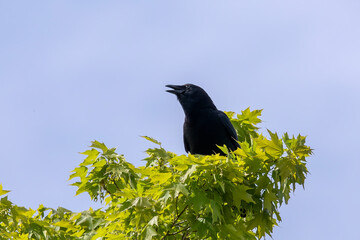 The American crow (Corvus brachyrhynchos) sitting on top of a tree 