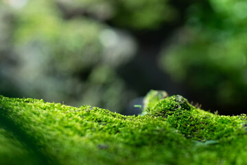 Beautiful green moss on the floor bokeh background, moss closeup, macro. Beautiful background of moss for wallpaper.