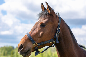 Obraz premium Portrait horse, brown closeup horse.Thoroughbred youngster posing on the green meadow summertime.Horse on summer nature.
