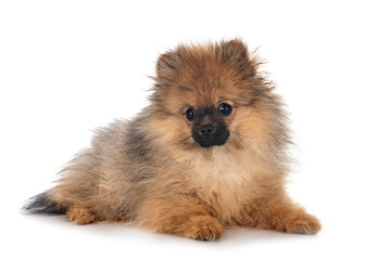 puppy pomeranian in studio
