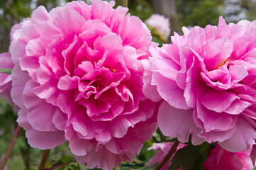The name of this peony is Seidai.
Scientific name is Paeonia suffruticosa.