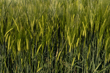 Wintergerste auf einem Feld in Bayern Anfang Juni