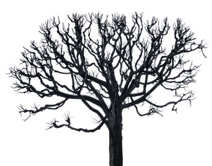 winter isolated large bare dark grey tree