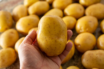 A view of a hand holding a gold potato.