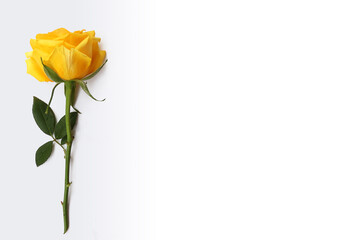 Flower and rose background. yellow roses composition.  Roses and petals isolate on white background. Valentine day concept. Flat lay, top view, copy space