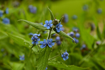 Blooming Pentaglottis sempervirens, known as the green alkanet, evergreen bugloss or alkanet.