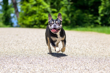 Adorable little Boston terrier running towards the camera