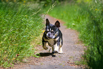 Cute alert little dog running outdoors in a garden