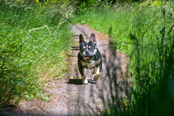 Obraz premium Happy little Boston terrier trotting down a garden path