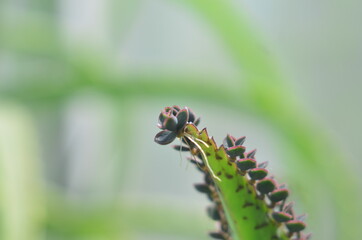 close up of caterpillar