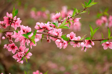 Naklejka na ściany i meble Peach trees blossom in spring