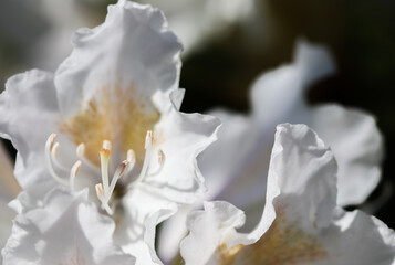 Fototapeta na wymiar Opening of beautiful white flower of Rhododendron Cunningham's White in spring garden. Gardening concept