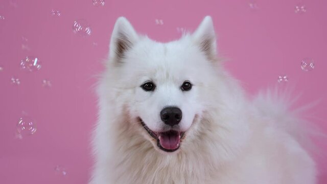Snow white Samoyed Spitz in the studio on a pink background, surrounded by flying soap bubbles. The pet lies and yawns with its mouth wide open. Slow motion. Close up.