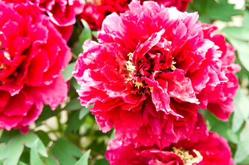 The name of this peony is Mantenko.
Scientific name is Paeonia suffruticosa.