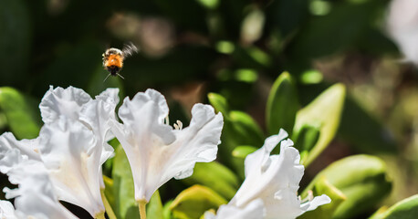 Fototapeta premium Soft focus, abstract floral background, white rhododendron flower with flying bumblebee in spring garden.
