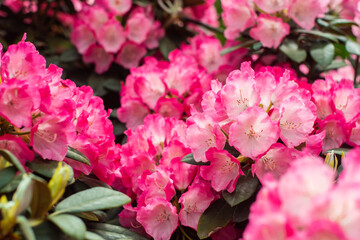 Beautiful blooming pink bush- flowering shrubs. Pink, summer flower background. gardening. sunny day.