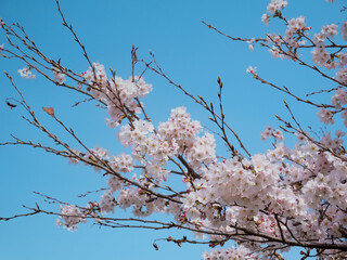 青空と桜