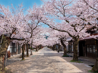 宿場町の桜