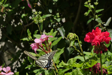 キアゲハ蝶。低空飛行で飛んでいる姿。