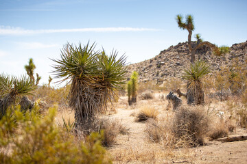 A view scattered Mojave Yucca and Joshua Tree plants, seen inside the desert landscape of Joshua Tree National Park.