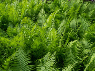 Green Sword Fern or Fishbone Fern, Spring Season Nature Background