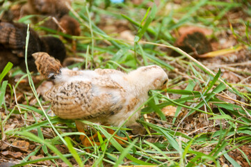 Cute chicks on a small farm