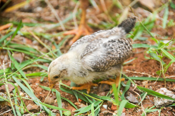 Cute chicks on a small farm