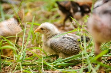 Cute chicks on a small farm