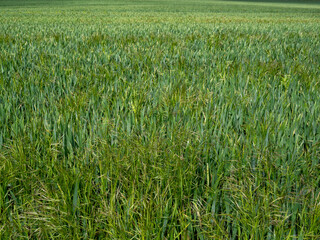 green wheat field, spring wheat field