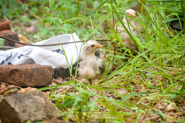 Fototapeta premium Cute chicks on a small farm