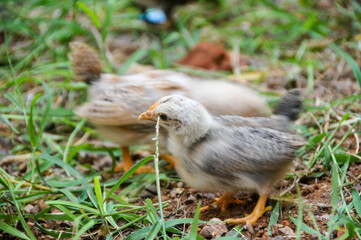 Cute chicks on a small farm