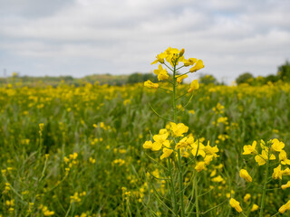 yellow rapeseed field, rapeseed flower