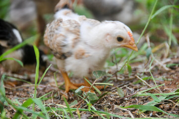 Cute chicks on a small farm