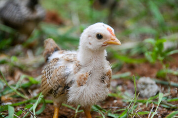 Obraz premium Cute chicks on a small farm