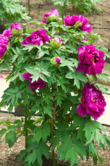 The name of this peony is Shimadaijin.
Scientific name is Paeonia suffruticosa.
