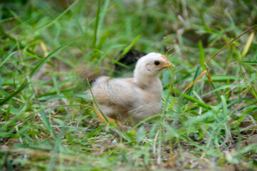 Cute chicks on a small farm