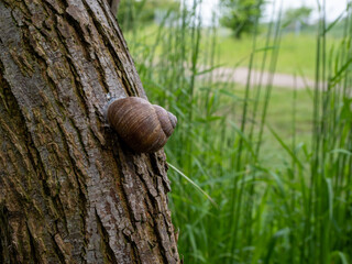 Brown snail glued on a gray rough tree trunk