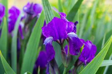 Beautiful blossoming purple iris flower in the garden. Close-up.