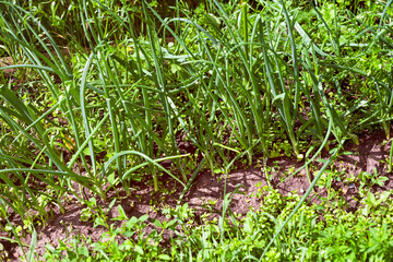 Green onions growing on garden beds with some weeds.
