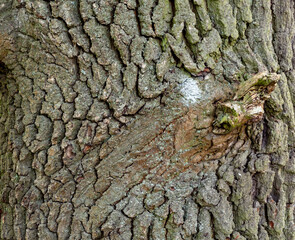 tree bark texture, close up