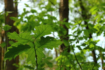 Green leaves in the morning spring sun.